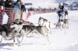 Lenk 2013